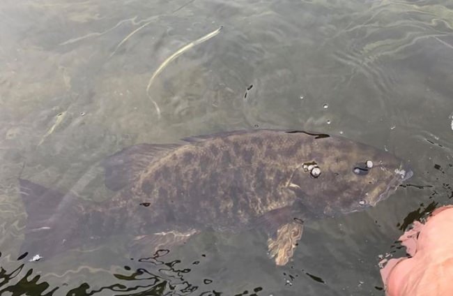 Till we meet again! #susqguide #juniatariver #scottrods #keystonesmallies #smalliesonthefly