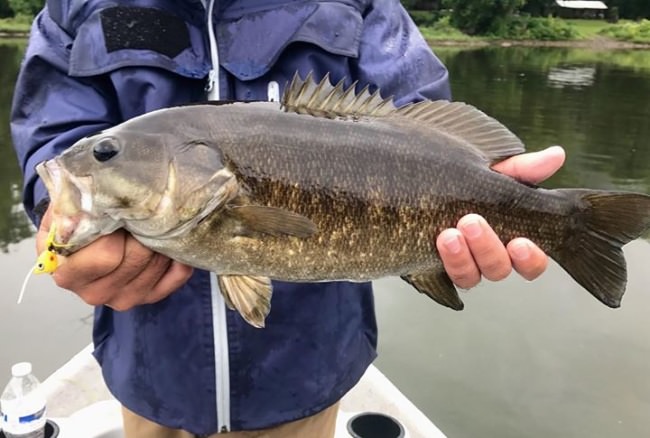 Still popping! Amazing day with numerous hatches coming off and bass sipping like trout. #susqguide #keystonesmallies #smalliesonthefly #susquehannavoice #susquehannariver