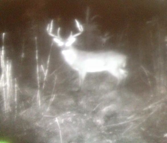 Warrior Bottoms, Arkansas