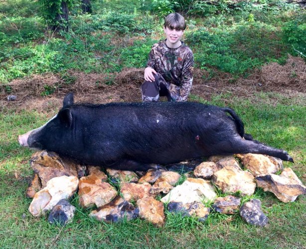 Andrew Moise shot this awesome 236# boar!  He was sitting with his father, Mason, when the big boar came out. Congratulations, Andrew.