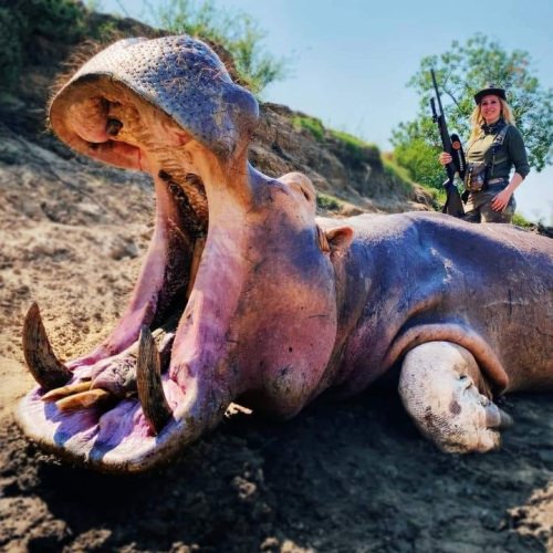 Bravo to Larysa Switlyk on her Hippo!
Part of the Dangerous 7, Hippos are the most dangerous animal on the African continent. PC Larysa Switlyk 
#FinandField #Hunting #Africa #Hippo
