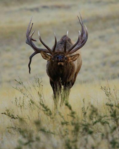 You can almost hear him. What do you think of his rack?

#FInandField - #Hunting - #RMEF - #Adventure