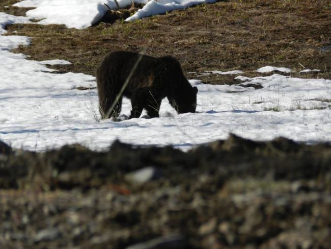 North Fork Anglers is STILL guiding on the North Fork. The river has not blown out yet and the fishing (and bear spotting) has been excellent. Book a trip now or reserve your dates for this fall! 877-635-7846.

http://bit.ly/2lXi5PV

Papa's Pilar | #PapaWouldBeProud |  #Fishing | #Adventure | #FinAndField