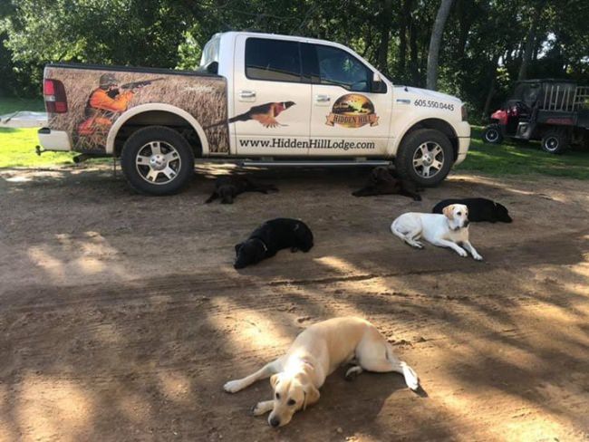 How many pointing labs do you see in this picture, resting up for pheasant season? Give us a call now and reserve a hunt.