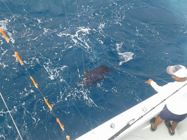 3 for 3 on sailfish on 
3/31/16