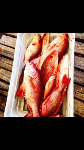 It’s official, red snapper season for this year will be open June 11-July 20th. Call now to book your trip. Spots will start filling up fast!!!

(850) 420-5502
www.panhandlefishingcharters.com