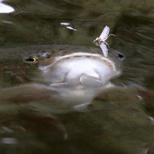 Feeding time. Photo Jason Jagger @troutknows #forgettheforecast #simmsfishing