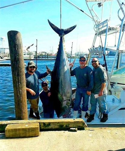 What do you think this beast weighs? 

No Quarter Sportfishing is looking forward to another awesome offshore season in Ocean City, Maryland. They WILL book up in full for the season, but there are still a few open dates! 855-504-4895

http://bit.ly/2nbbcO5

Papa's Pilar | | #LiveTheLegend | #Fishing | #Adventure | #FinAndField