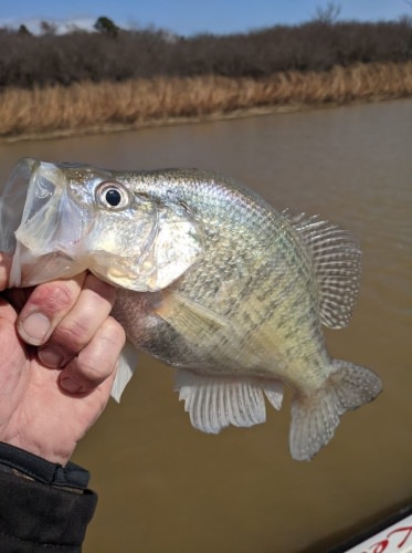 Water temp made it up to 42 by the end of the day. Fish were more active as well, I spent more time side imaging for shad I did see a balls of shad but they were in small groups and far more scattered. With next week's warming trend fishing should get pretty good. Fish caught today were in 10 to14 feet suspended on structure 8 to 10 feet deep.