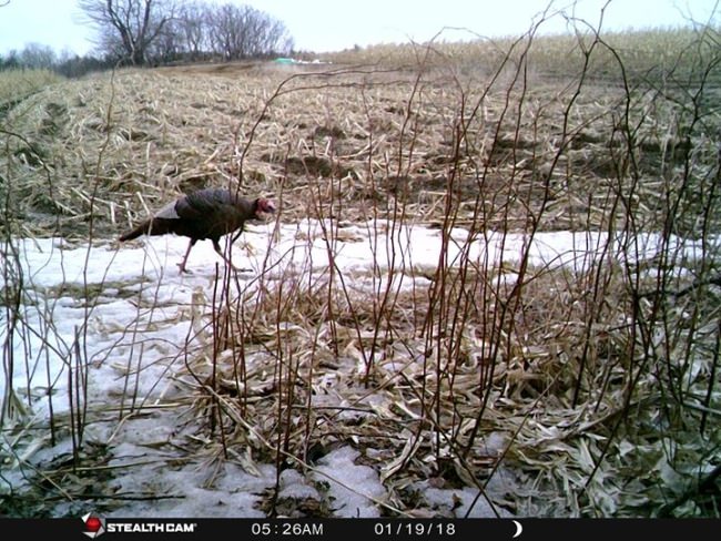 Some pictures of one of the nice Toms we have been watching. Season is getting closer and Toms are heating up. We still have openings book your hunt today.