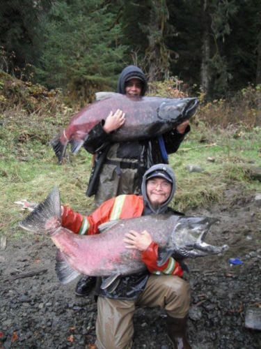 What is the biggest Salmon you have ever seen or caught? These are good size!  #Fishing #Alaska #Salmon #FinandField  www.finandfield.com