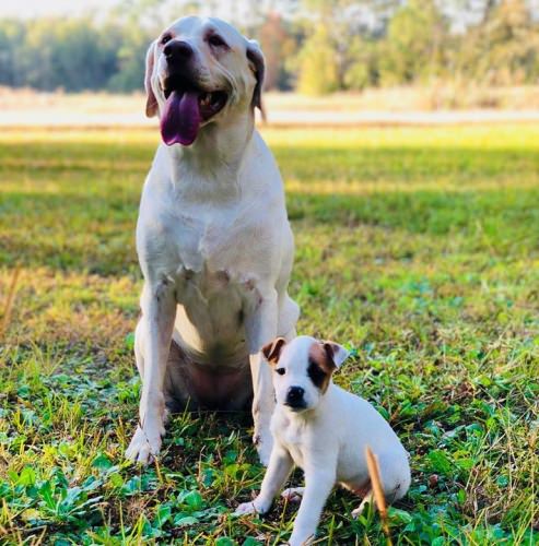 The stars of Till Death Do Us Part got a pretty good stocking stuffer! Did anyone else bring home a new puppy this holiday season?  

Don't forget to check out the Till Death Adventure Series on Fin and Field to book your 2018 adventure with an endorsed guide.
