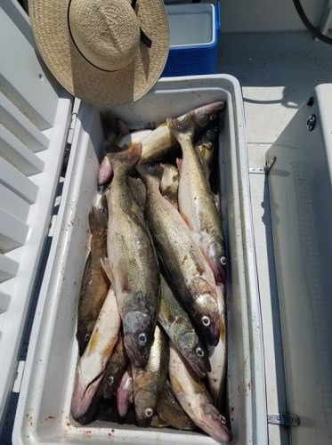 Rudy Byler and his crew from PA had a great morning casting for a boat limit of walleye aboard the Foxy Lady today.