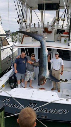 Game Changer Sportfishing doing what they do best...putting fish (big fish) on the deck. This 437lb thresher shark tested the crew, they gear, and the boat. They all passed the test!

Check out Game Changer Sportfishing for an Ocean City, Maryland charter. 

http://bit.ly/2dA0SHU

#Fishing | #Adventure | #FinAndField | #Shark | #Tuna | #Marlin | #Mahi
