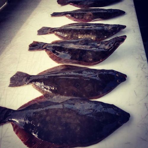 We hooked into some serious flounder action this week!! Our charters were thrilled, time for a #fishfry 🎣🎣🙋🏼‍♀️🎣🎣 #ocmd #bahiamarina #oceancitymaryland #flounderfishing #flounder #flounderpounder #inshorefishing #inshore  @ Fish Tales in Ocean City, MD