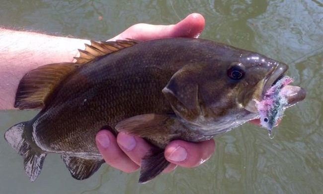 Game Changer day on the Juniata River, good day for early season smallies!!