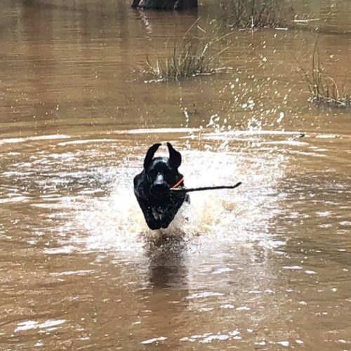 Tucker was introduced to water today!! As you can see he took to it very well!! #gsplife #gspofinstagram #gsplove #gspcommunity #gsppuppy #gspdaily #gspoftheday