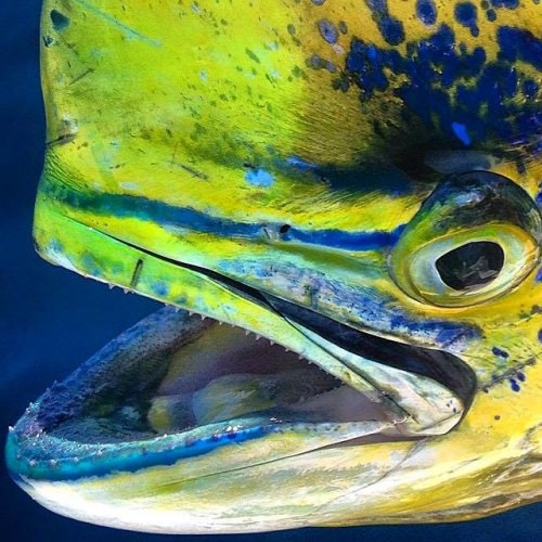 Mahi Monday! Find Your Next Adventure at Fin & Field. #FYNA / #FinandField / #Mahi / #Monday