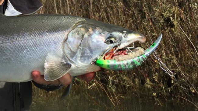 Id say this Silver likes to eat Brads Killer fish. Some silvers are mixed in with all the chinook after our big rain! 
http://www.bsfishtales.com