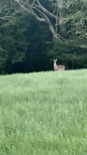 Pictures from Turkey hunting this week