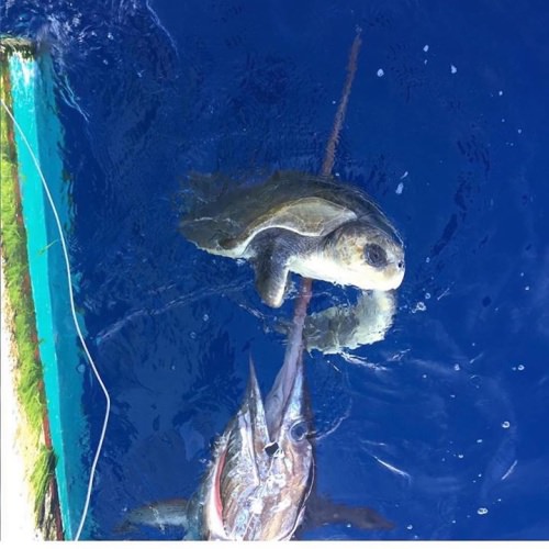 Caption This! #Swordfish #Turtle #Fishing #Adventure #FinandField #IntoToTheBlue