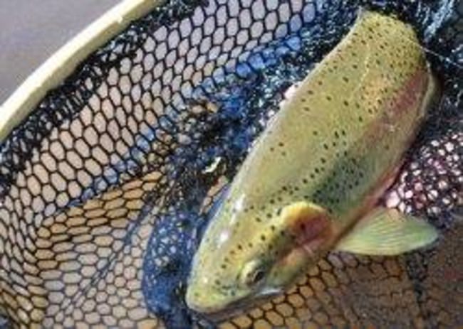 Elk Springs Outfitters, as the name suggests, is a fantastic resource for Idaho elk hunts. What you may not realize is they can also set you up with hunts for mule deer, bear, mountain lion, wolf, and even fly fishing trips! If you are looking for a McCall, Idaho outdoor adventure, check out Elk Springs Outfitters availability and pricing on Fin & Field...http://bit.ly/2lXFKTx.
#ElkSpringsOutfitters | #Elk | #Bear | #MountainLion | #Trout #Adventure | #FinAndField