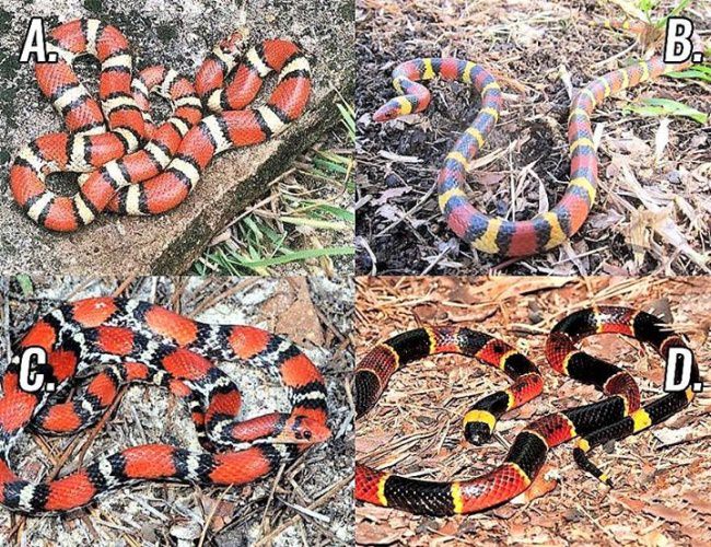 Which one of these is the venomous coral snake? Spring has sprung and snakes are getting out. 

#Outdoors | #Snakes | #SpringTime | #FinandField