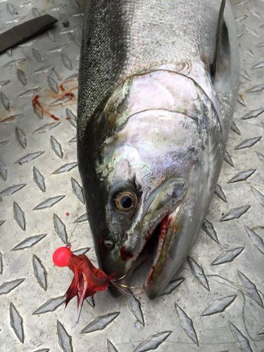 It's that time of year. Who's ready for tributary silvers?