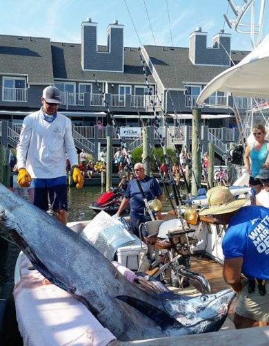 Day 1 of 2018 WMO was action packed!
Who will #MakePapaProud and measure up on Day 1 of the 2019 White Marlin Open on August 5th? #WMO #OceanCity #OCMD #FinandField