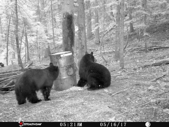 York Outfitters, in the Endorsed Partner Series on Fin & Field, still has spots left for spring bear hunts! You can count on all the guides, captains, outfitters, and lodges in the Endorsed Partner Program to be first class all the way.

You can also win a $5000 booking credit in the Book with the Best Giveaway (http://bit.ly/2xgc1I2) on Fin & Field to be used with any of them, plan your dream adventure!

Till Death Do Us Part | Daniel Lee Martin | Julie Mcqueen | #TillDeathAdventureSeries | Papa's Pilar | #PapaWouldBeProudAdventureSeries | #NeverASpectator | Fly Navarro | #FlyZoneAdventureSeries | BlacktipH | #FishWithTheBest | #HuntWithTheBest