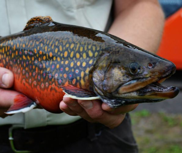 Amazing colors don't you think! FYI - Latin name for brook trout translates closely to "little salmon of the springs". #Trout #Fishing #FlyFishing #USFWS #FinandField