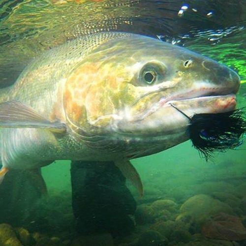 Hats off to @npspeyghost on this chunky steelhead and lets all give him props on demonstrating proper fish handling. #simmsfishing #forgettheforecast #keepemwet