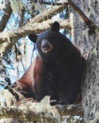 Bearpaw Outfitters Guided Deer Bear Elk Turkey Hunting (https://bit.ly/2oS1zUK) is offering a couple of $400 discounts on Spring Bear hunts opening soon in Idaho. Contact them ASAP to see if they have any left!