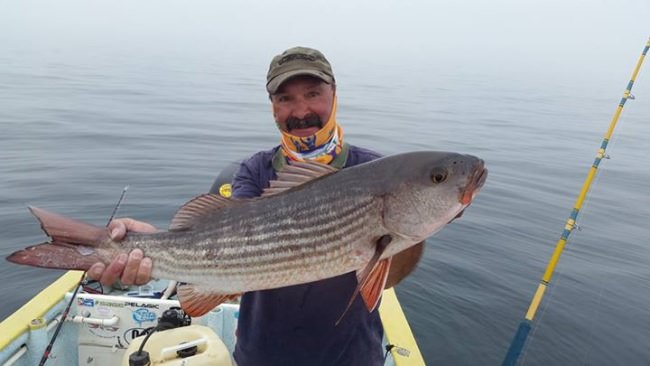 Name that fish....hint: It's not a striped bass.