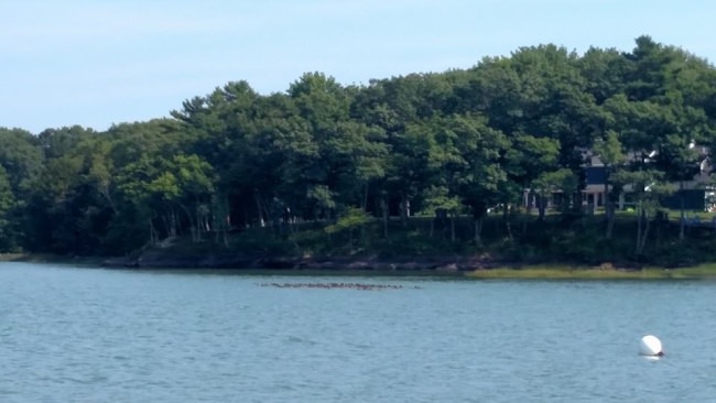 Spent the day on the ocean saw tons of sea ducks. Looking like its going to be a good season.