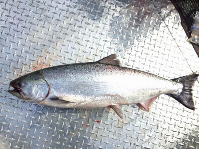 Springers are in. Call and get your chance at the best eating salmon around!