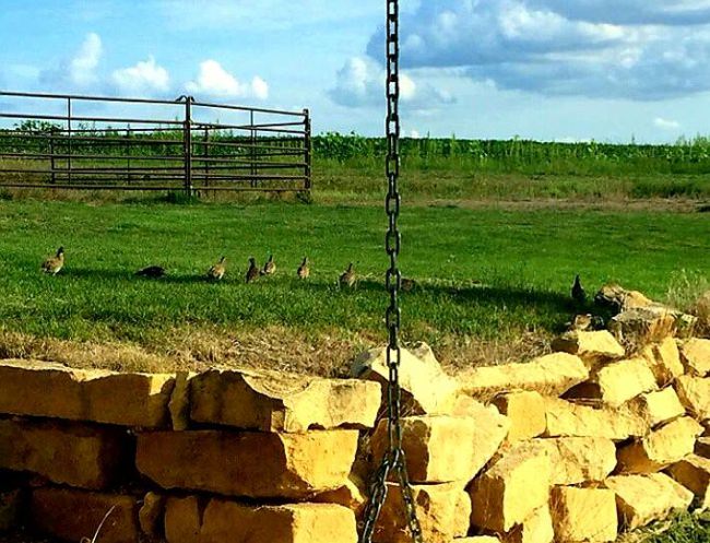 Quail and pheasant season is just  right around the corner,, here I got a photo of quail in my yard eating bugs. They sure look big and healthy this year