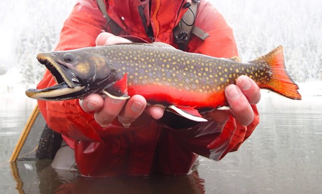 What do you think of the color on this little bundle of joy? #Fishing #FlyFishing #MotherNature #Adventure #FinandField