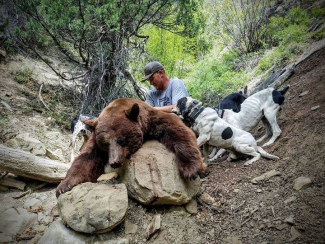 Application season is just around the corner. This could be you. Let us help you pick which hunts to apply for.  #gtoutfitters #houndlife #dusupply #houndhunting #bluetick #redtick #hound #bearhunting #beardogs