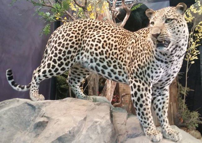 Stop in the Great American Outdoor Show this weekend!
Plenty to see and do at #GAOS2018. 

#GAOS2018 | #FinandField | #Adventure | #Hunting | #Fishing | NRA's American Hunter (Official) | Dodge Ram Trucks | Cabela's | MyOutdoorTV