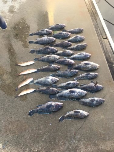 Great day out on the water Saturday. Little choppy and chilly in the morning but got pretty later in the day. Managed a 5 man limit of black sea bass easily and 2 American Red Snapper released. 

A 3/4 day trip or longer can get you a cooler full of this great tasting black sea bass. Open availability so go ahead and book your family friendly trip now at 

www.northmyrtlebeachfishingcharters.com or call at 843-907-0064 or 828-371-4396 

Lastly, we stand with our men and women of our armed forces, so please ask about our military discount.