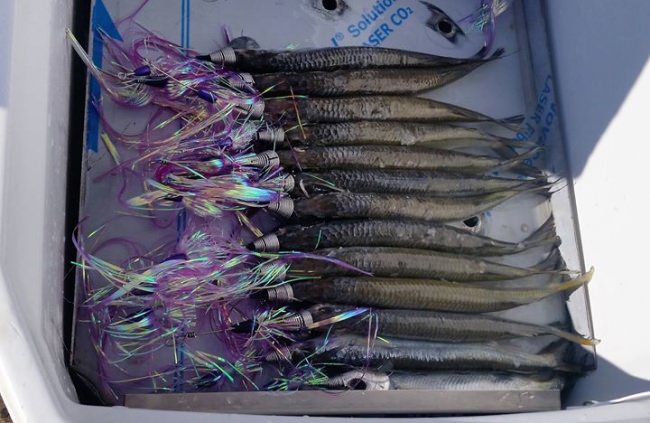 #WMO | #Fishing | #OceanCity | #FinandField | #MillionDollarMarlin | #Tuna | #Shark