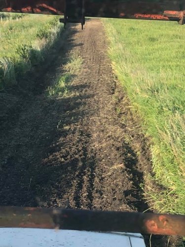 Planted millet and the pheasants were sure checking it out! (can you find them in each photo?)