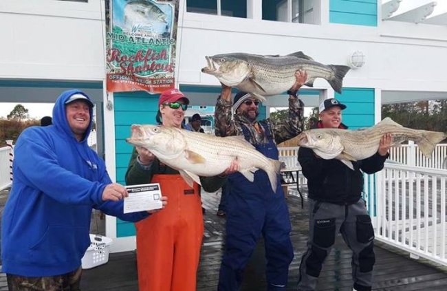 Congrats to Capt. Jake Hiles and crew on winning Mid-Atlantic Rockfish Shootout. Matador crew takes home $48,000 of the $94,000 purse with 138# total which included a 53.75# monster.

#Fishing | #Rockfish | #MidAtlantic | #FinandField