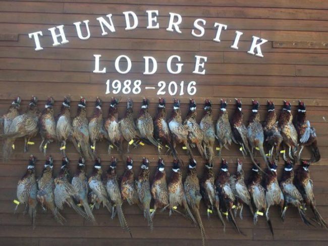We'd call this a nice day afield at Thunderstik Lodge.
#Hunting #Pheasants #FinandField #FindYourNextAdventure

Learn more - http://bit.ly/2dxcbFb