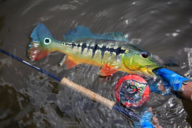 What do you think of the colors on this peacock bass? Beautiful fish Rebekka. #Fishing #Adventure #FinandField
