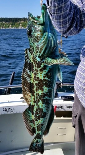 Blue Lingcod! #Fishing #FinandField