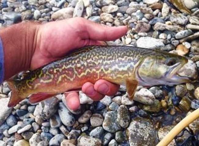 Do you know what they call this trout and what to species combine to produce it? #Wow #FinandField #Fishing #Trout
