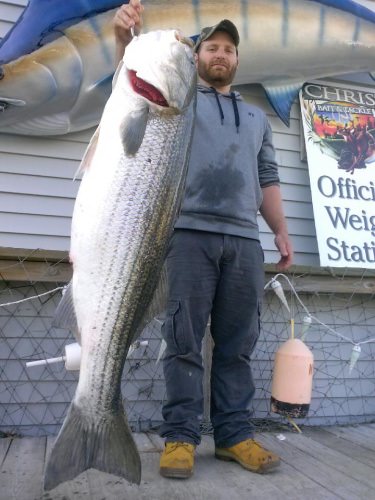 50 lbs! #Fishing #Striper #Rockfish #FinandField