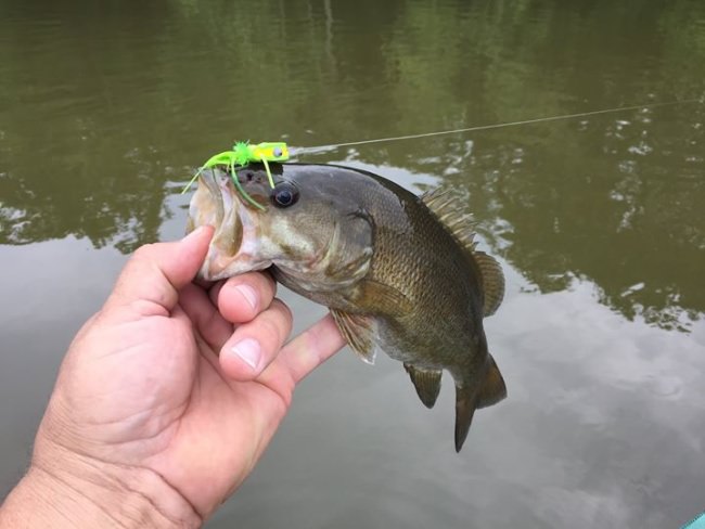 Spring is right around the corner, I have a few dates avaiable for the spring trophy season. I will be running trips on the upper Juniata River in May, and it's not to early to be thinking about those summer dates. Get in contact with me as my calender is filling up, would love to introduce you to smallies on the fly!